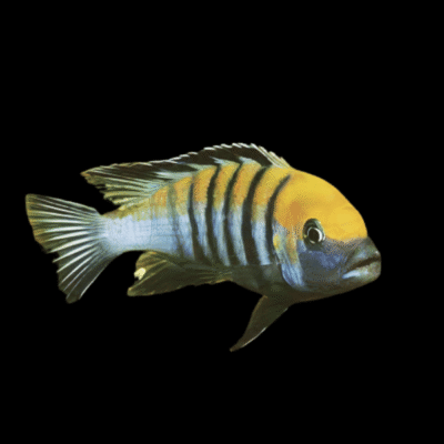 10 x Cynotilapia Afra Coube 5cm