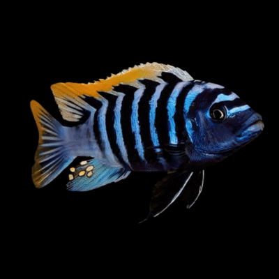 10 x Cynotilapia Afra Red Top 5cm