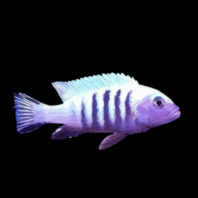 10 x Cynotilapia Afra White Top 5cm