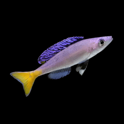10 x Cyprichromis Leptosoma Mpulungu 5cm
