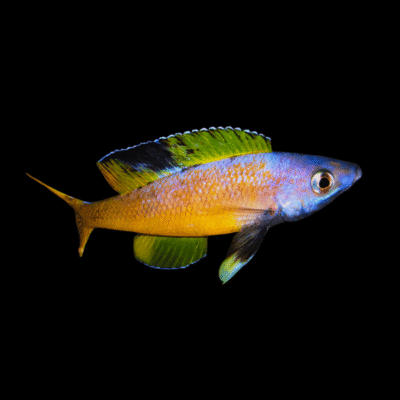 10 x Cyprichromis Speckleback 5cm