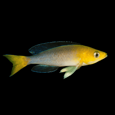 10 x Cyprichchromis Leptosoma Yellow 5cm
