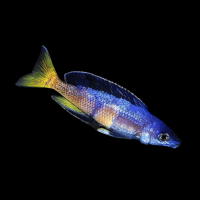 10 x Cyprichromis Microlepidotus Kitumba 5cm
