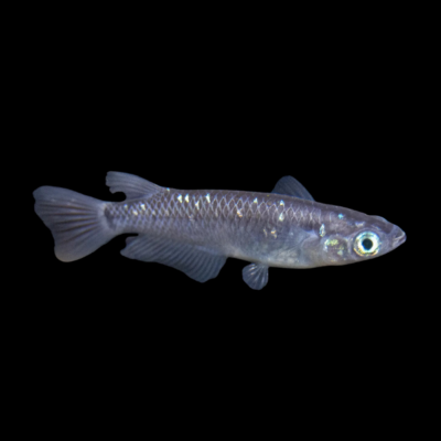 30 x Dalmation Rice Fish 3cm
