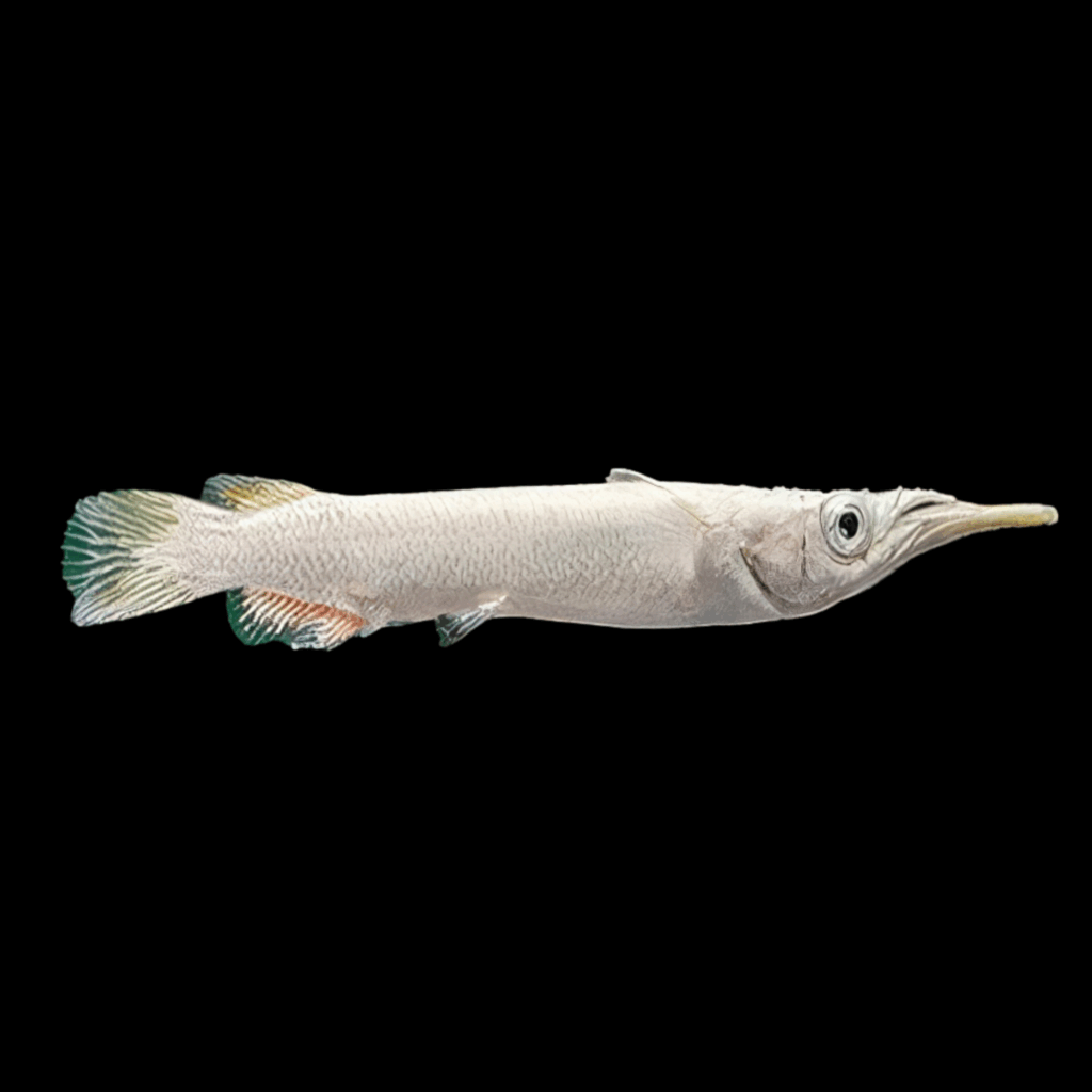 20 x White Halfbeak 3cm