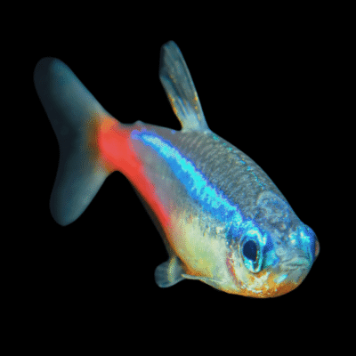 50 x Diamond Neon Tetra 2,5-3cm