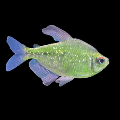 50 x Diamond Tetra 2,5-3cm