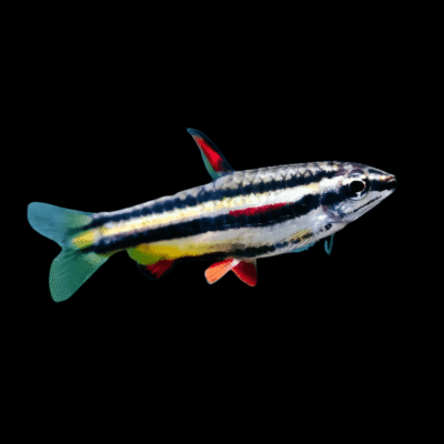 20 x Dwarf Pencil Fish 2.5cm