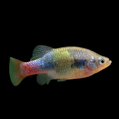 20 x Xenotoca Eiseni 4cm