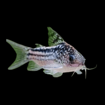10 x Elegans Corydoras 3cm