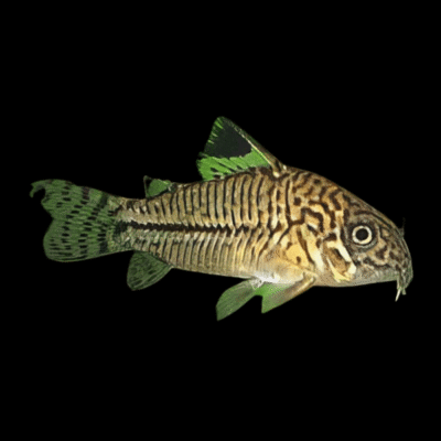10 x Trilineatus Corydoras 3cm