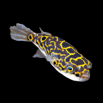 10 x Figure 8 Pufferfish 4cm