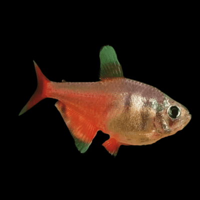 30 x Diamond Flame Tetra 3cm