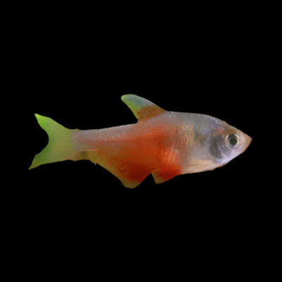 30 x Flame Tetra 3cm