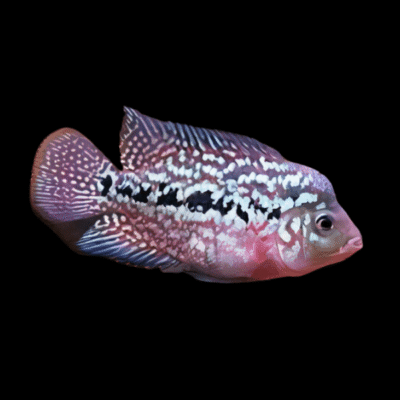 10 x Flowerhorn Cichlid 4cm