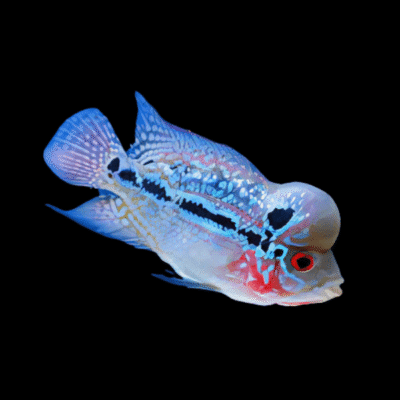 10 x Flowerhorn Cichlid 7cm