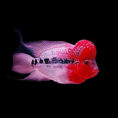 1 x Grade A Flowerhorn Cichlid 10cm