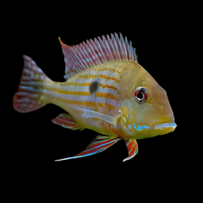 10 x Geophagus Surinamensis 4cm