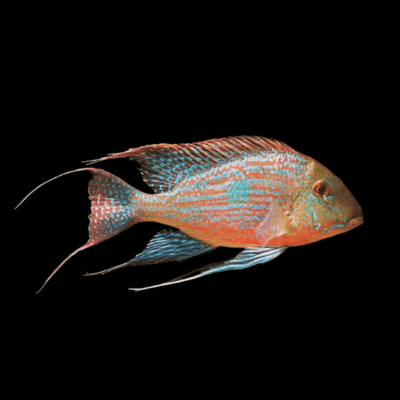 10 x Geophagus Sveni 4cm