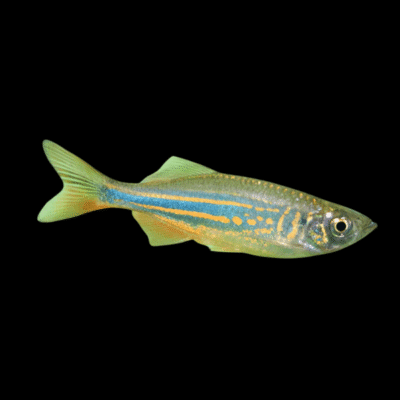 50 x Giant Danio 3cm