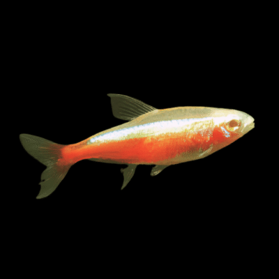 25 x Gold Cardinal Tetra 2.5-3cm