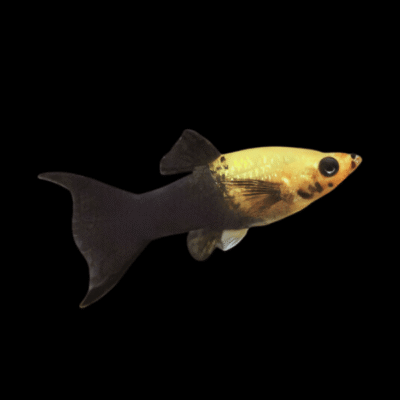 30 x Gold & Black Lyretail Molly 3cm