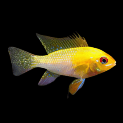 10 x Gold Ram Cichlid 4cm