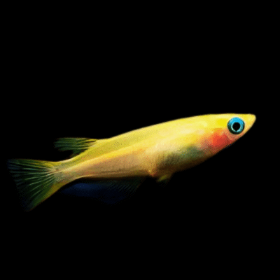 30 x Golden Rice Fish 3cm