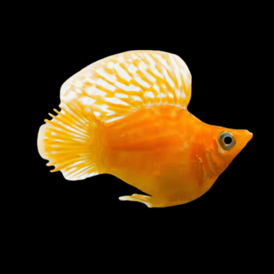 30 x Gold Balloon Molly 3cm