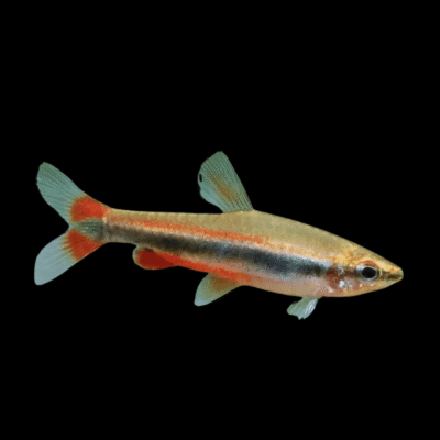 20 x Golden Beckfordi Pencil Fish 2.5cm