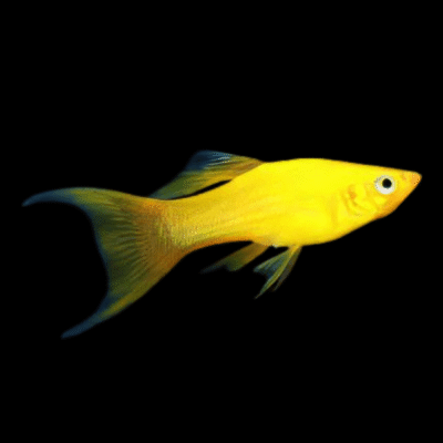 30 x Gold Lyretail Molly 3cm