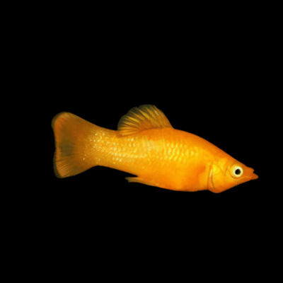 30 x Golden Molly 3cm
