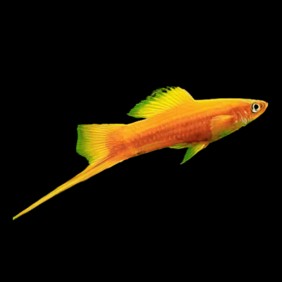 30 x Golden Swordtail 4-5cm
