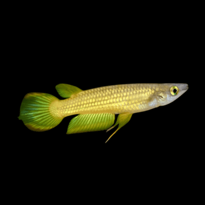 20 x Golden Wonder Panchax 4-5cm
