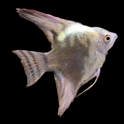 20 x Green Smoke Angelfish 4cm