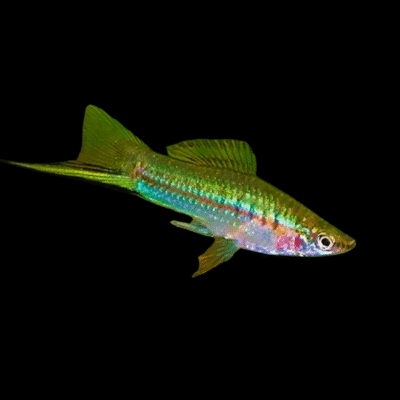 30 x Green Swordtail 4-5cm