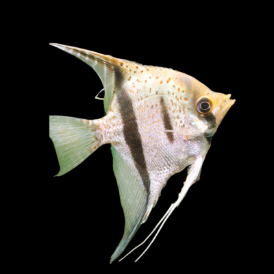 10 x Guyana Red Dragon Angelfish 4cm