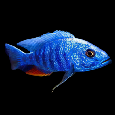 10 x Haplochromis Ahli Electric Blue Cichlid 5cm