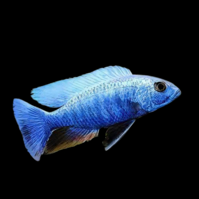 10 x Haplochromis Ahli Iceberg Cichlid 5cm