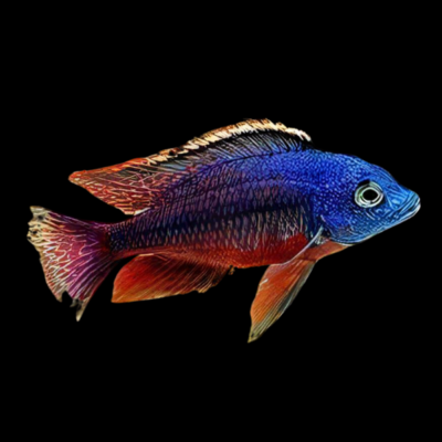 10 x Haplochromis Red Empress Cichlid 5cm