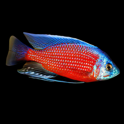 10 x Haplochromis Borleyi Cichlid 5cm
