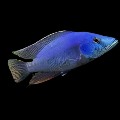 10 x Haplochromis Compressiceps Cichlid 5cm