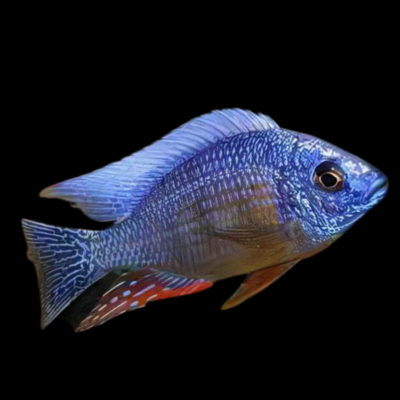 10 x Haplochromis Fenestratus Cichlid 5cm