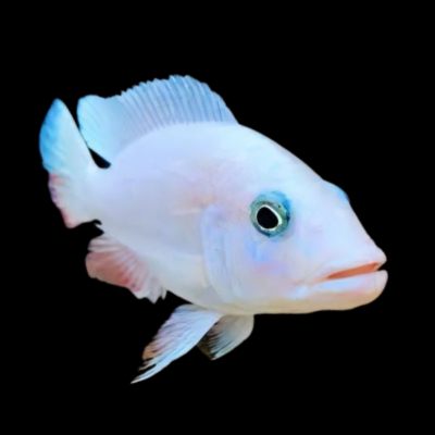 10 x Haplochromis Snow White Fryeri Cichlid 5cm