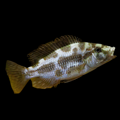 10 x Haplochromis Livinstonii Cichlid 5cm