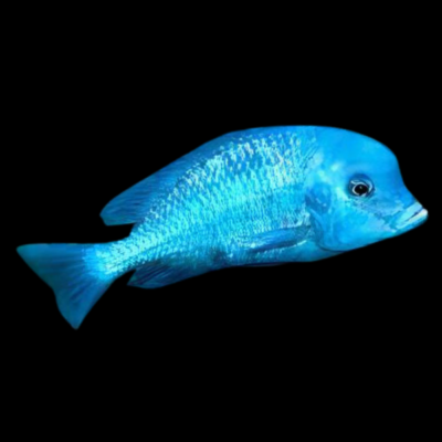 10 x Haplochromis Blue Dolphin Cichlid 5cm