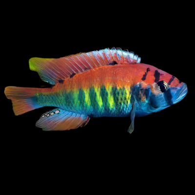 10 x Haplochromis Nyereri Cichlid 5cm