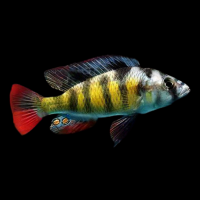 10 x Haplochromis Obliquidens Cichlid 5cm