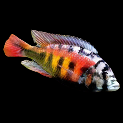 10 x Haplochromis Crimson Tide Cichlid 5cm