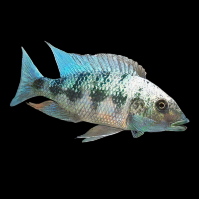10 x Haplochromis Rotratus Cichlid 5cm
